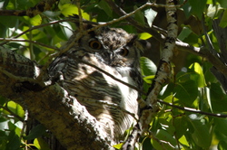 gt horned owl.jpg